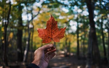 The Canadian dollar (CAD)